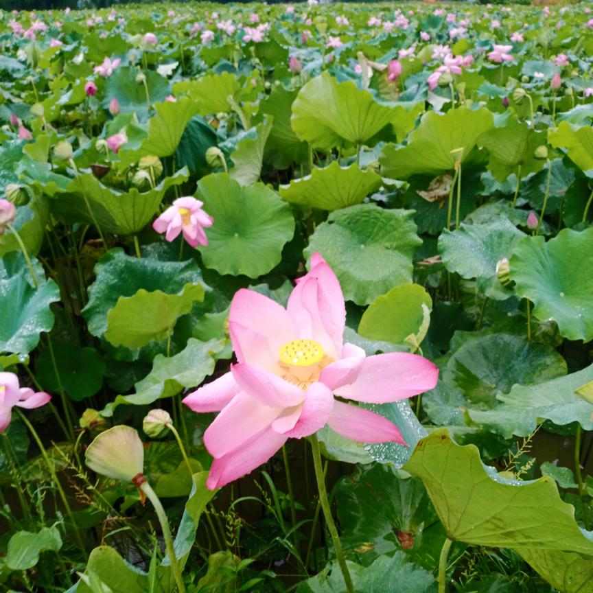 🌻🌿一帆风顺🍁☘️