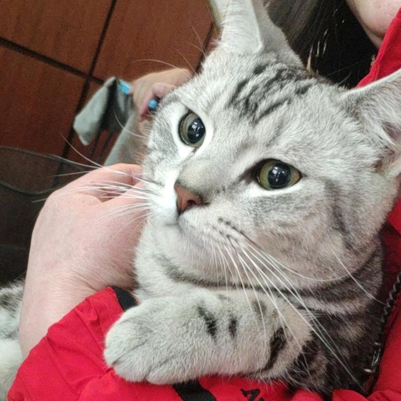 脑袋大大的小白