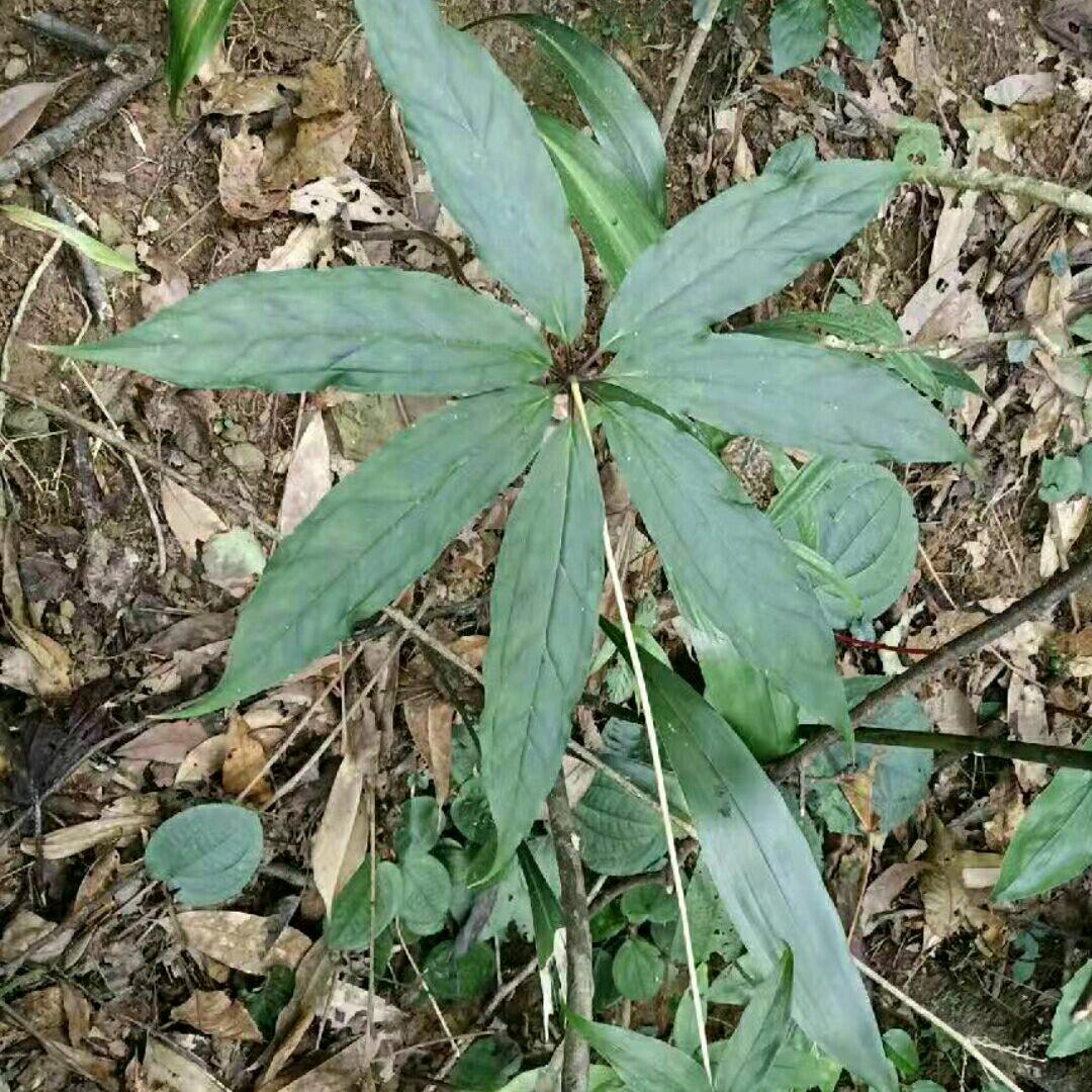 黄药师（初级）