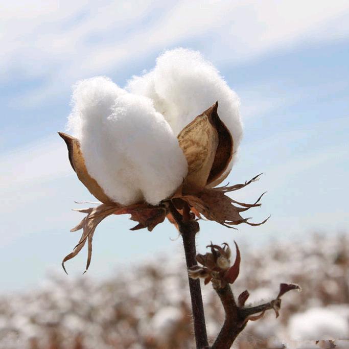 棉宝宝母婴生活馆