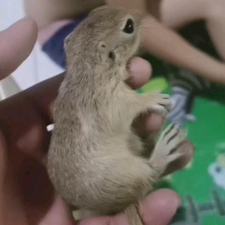 秦大大