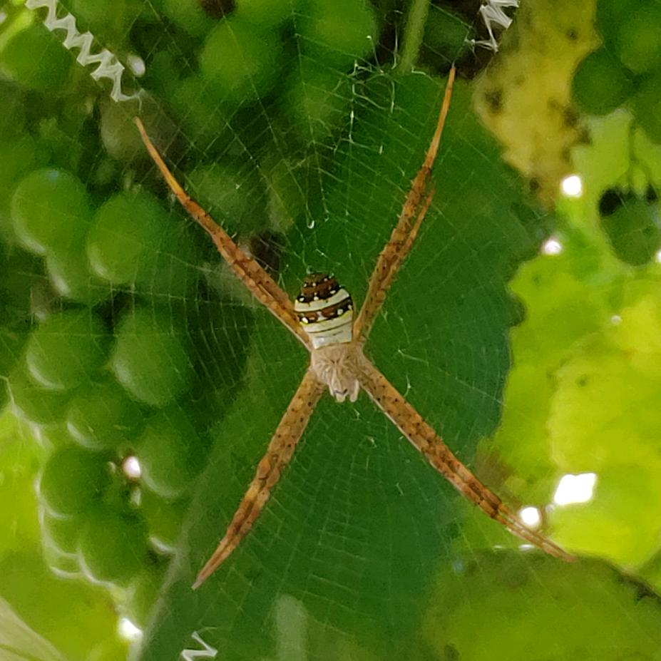 艸⚝ᮁ长青꧔ꦿ᭄ﮒ
