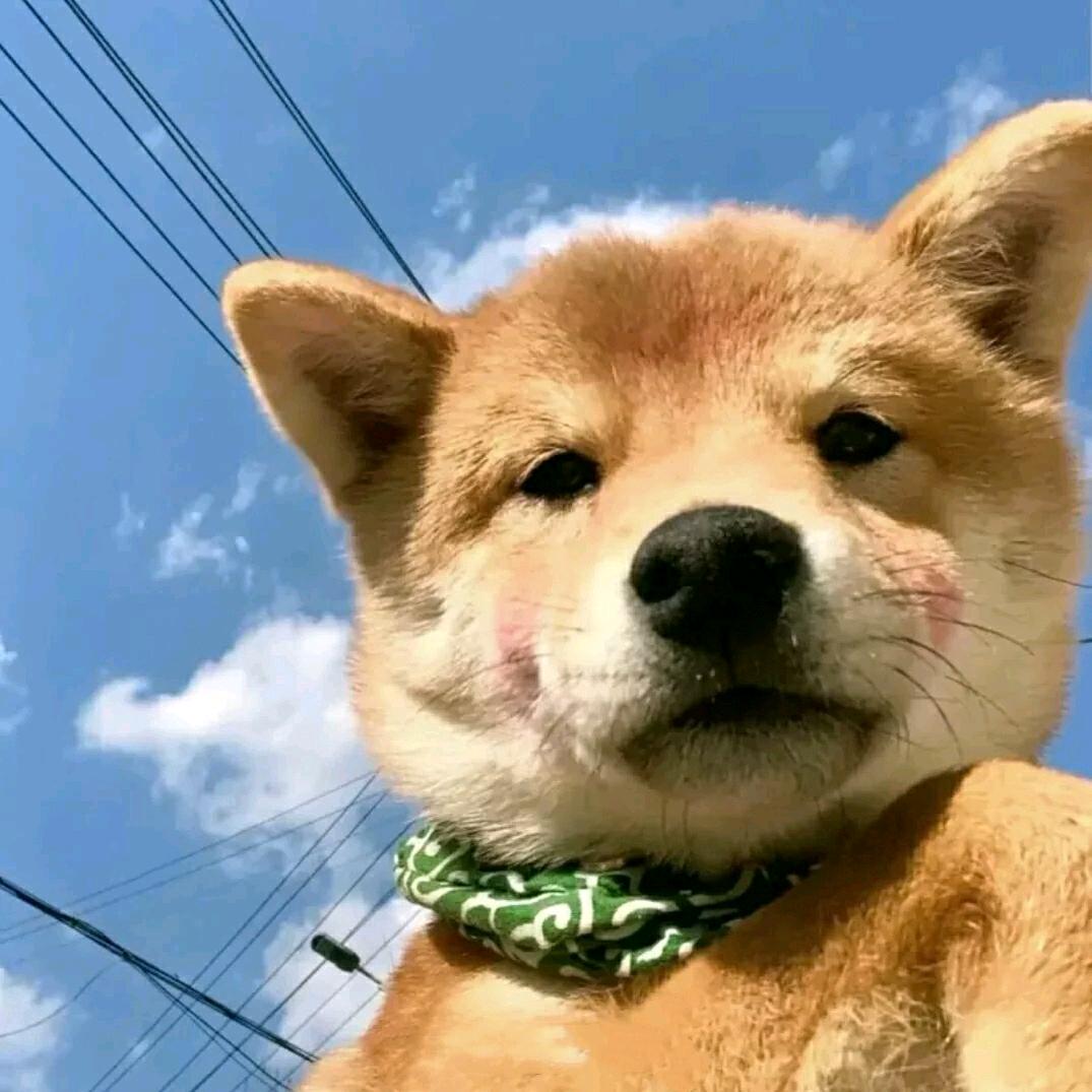 -早睡小狗