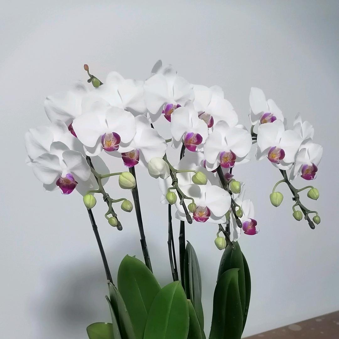 轻轻
