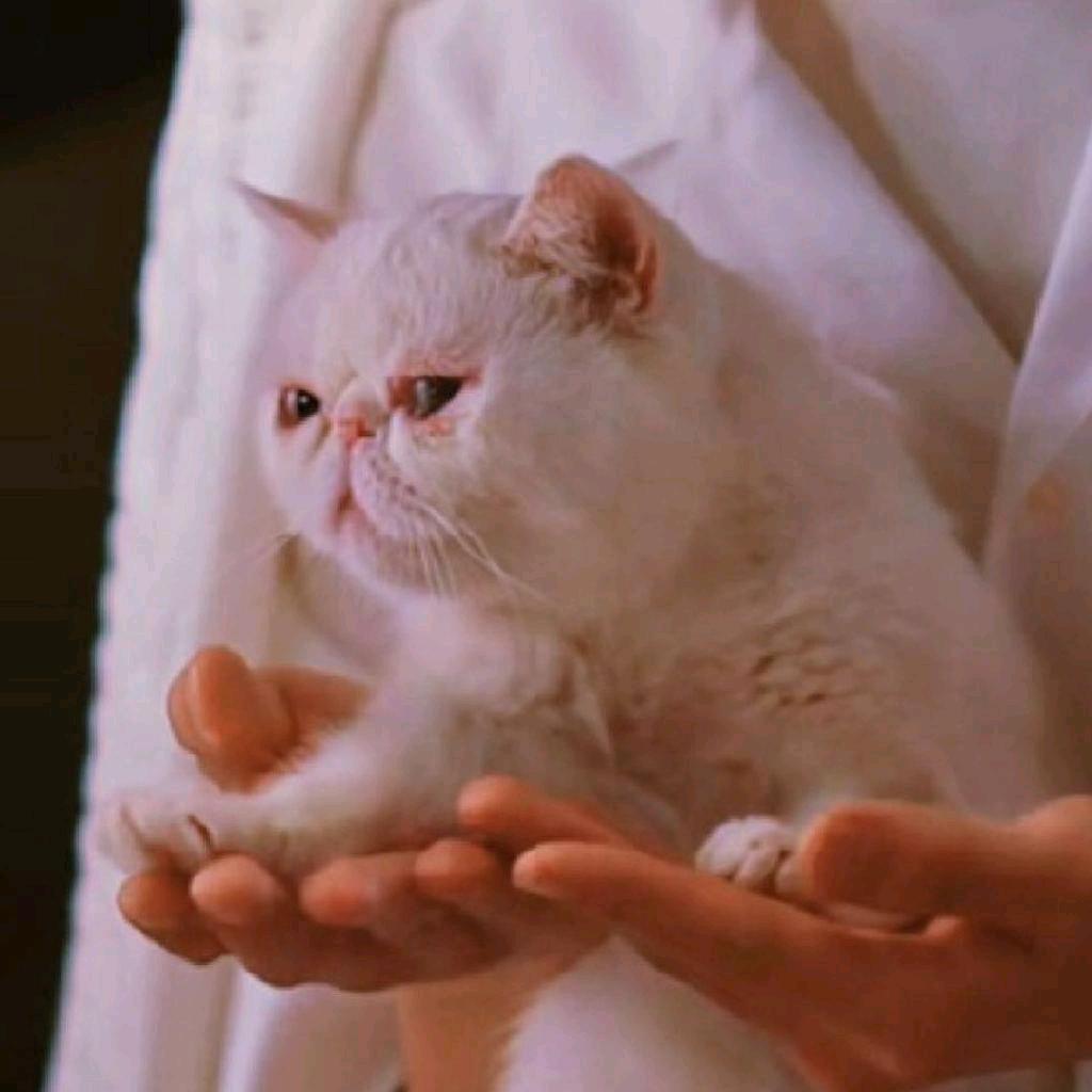 开轰炸机扔饭团🍙