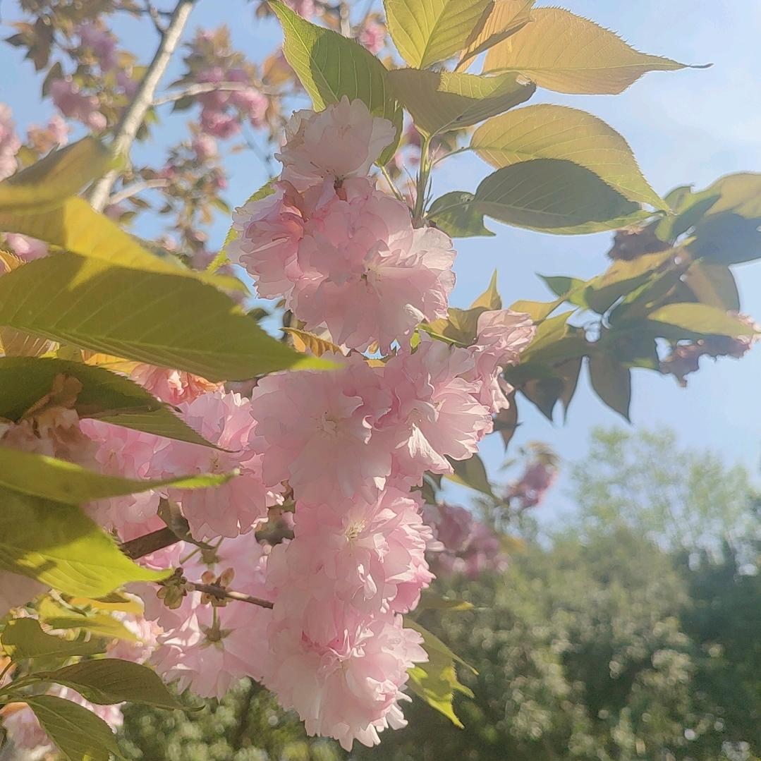 @♥：༊🌺ꦿ꯭꧔ꦿ᭄张家姑娘꧔ꦿ᭄🥀