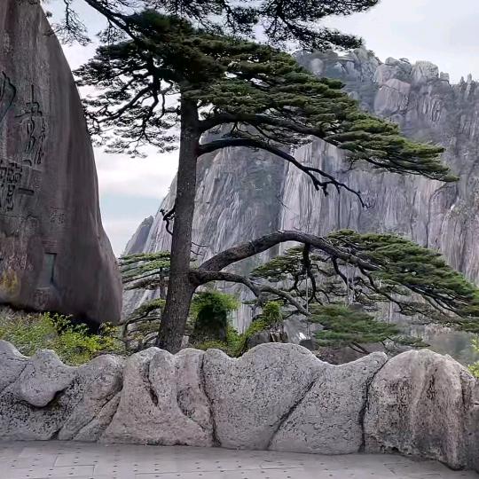 姣姣