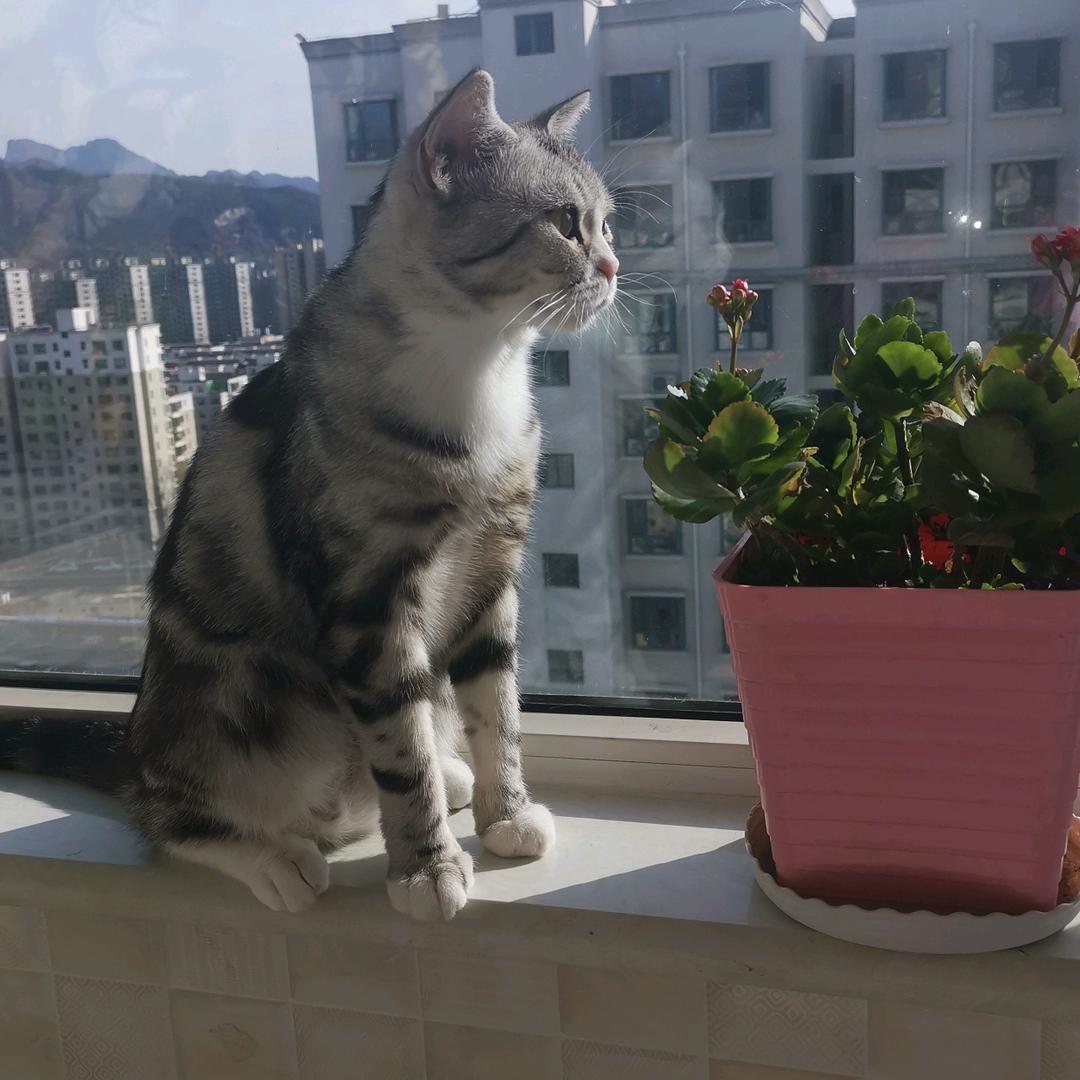 居上