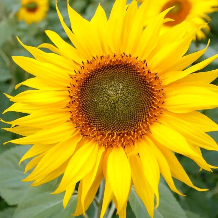 平湖市金英园艺有限公司