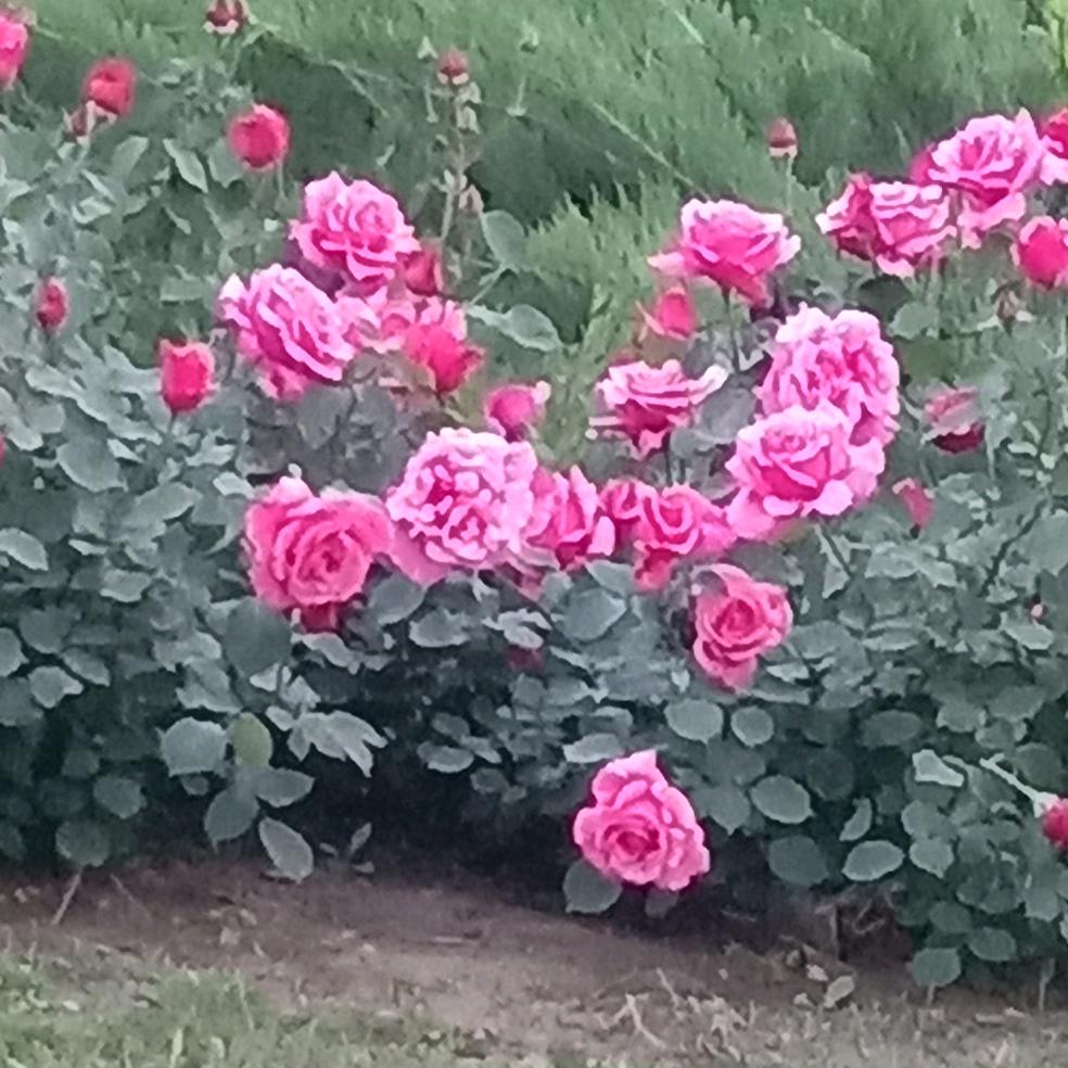 牡丹花