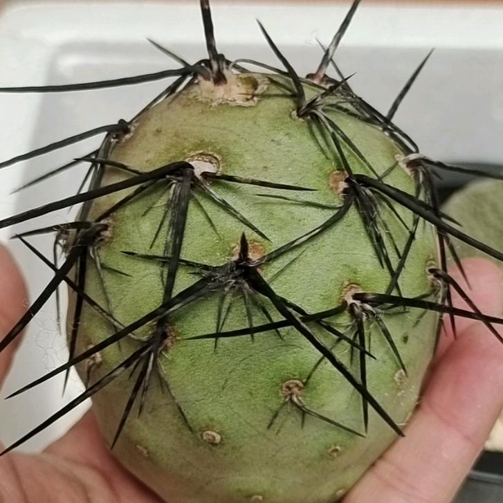 九湖哲哲园艺场