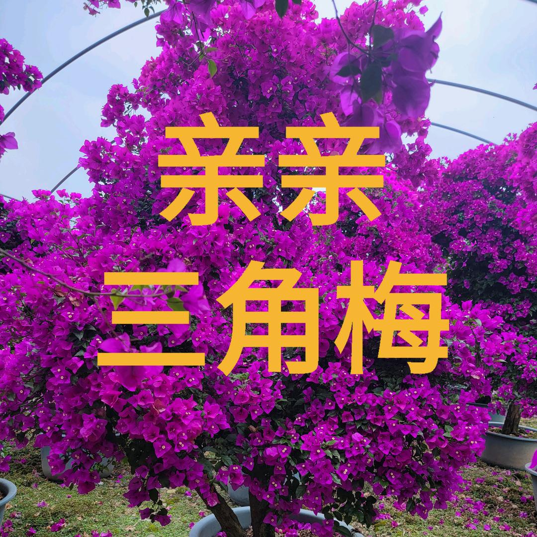 安格斯园艺三角梅