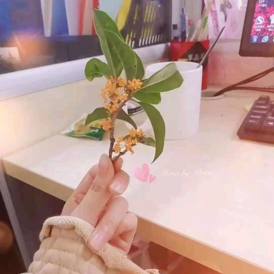 娃哈哈哈(◦˙▽˙◦)