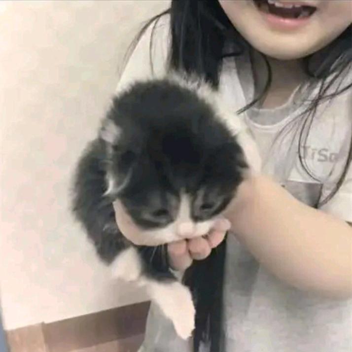 蛋挞.