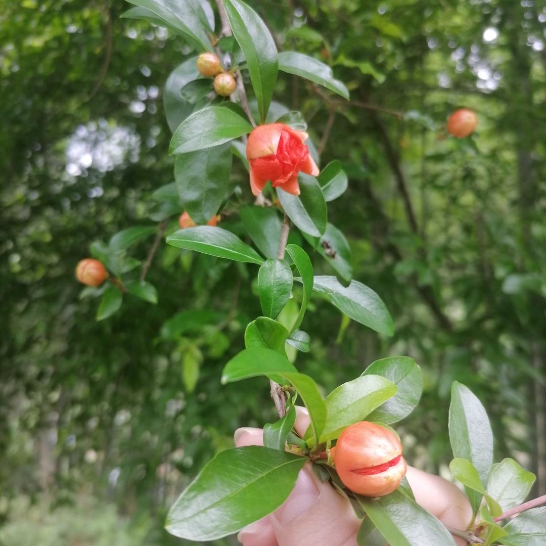 风中💖蔷薇花🌹🌹    （谢绝