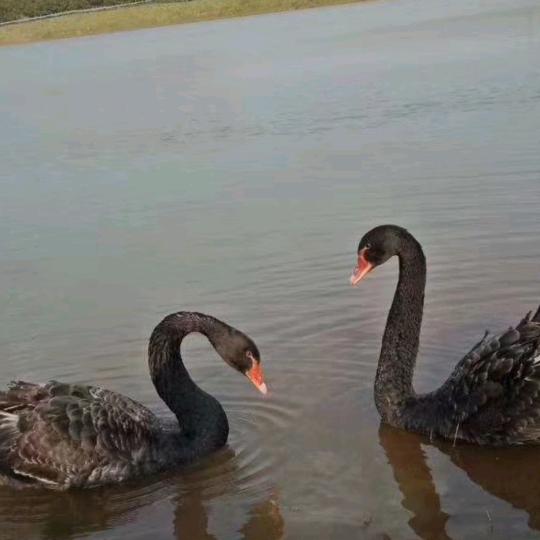 万年农庄休闲垂钓