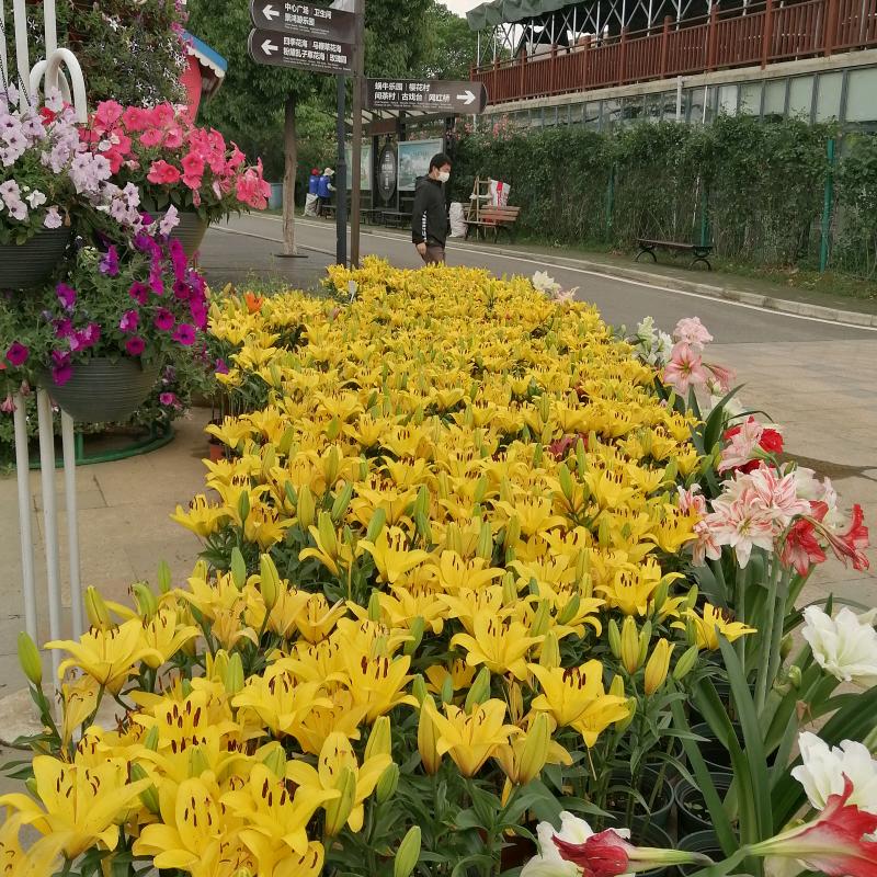 玫瑰花