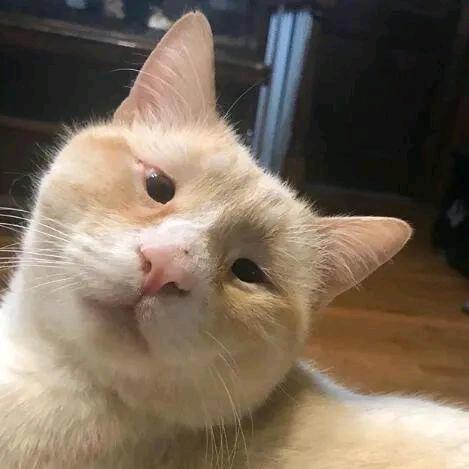 猫哥看世界