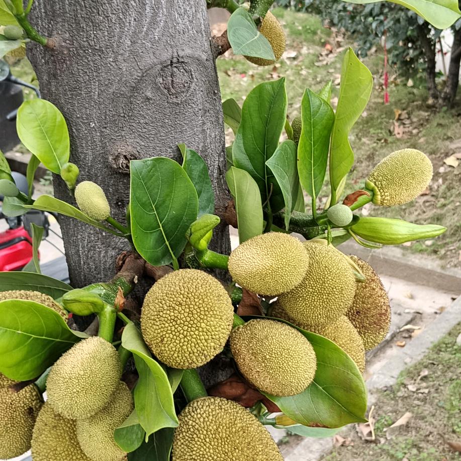 春天的梦