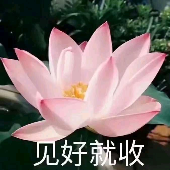落若红尘