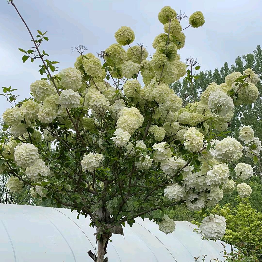 坤格木秀球基地