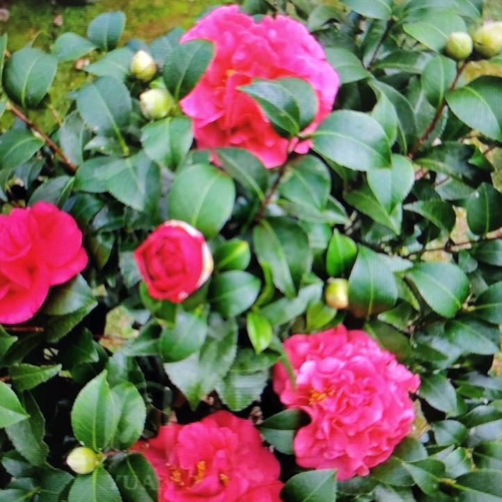 农村花木场