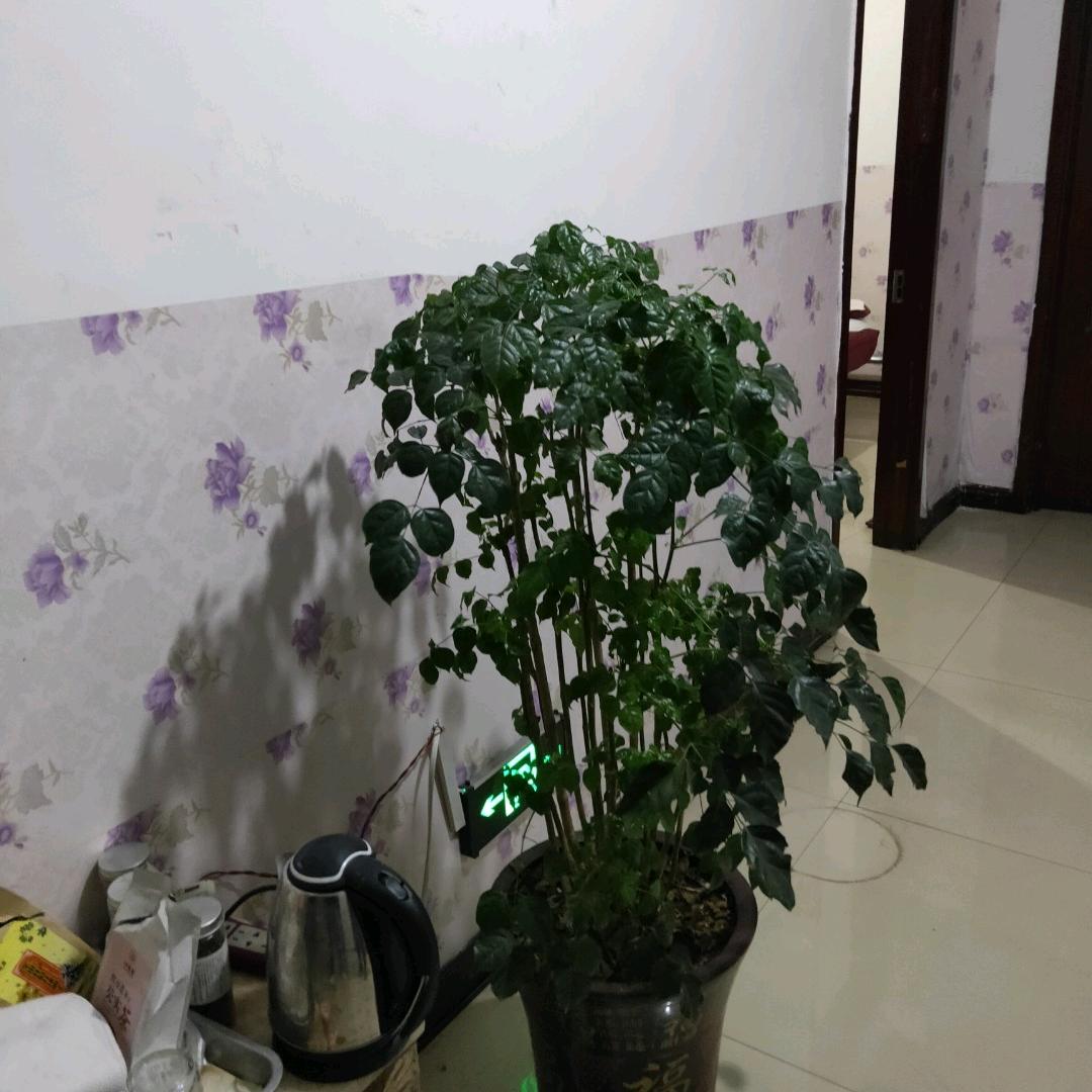 建花