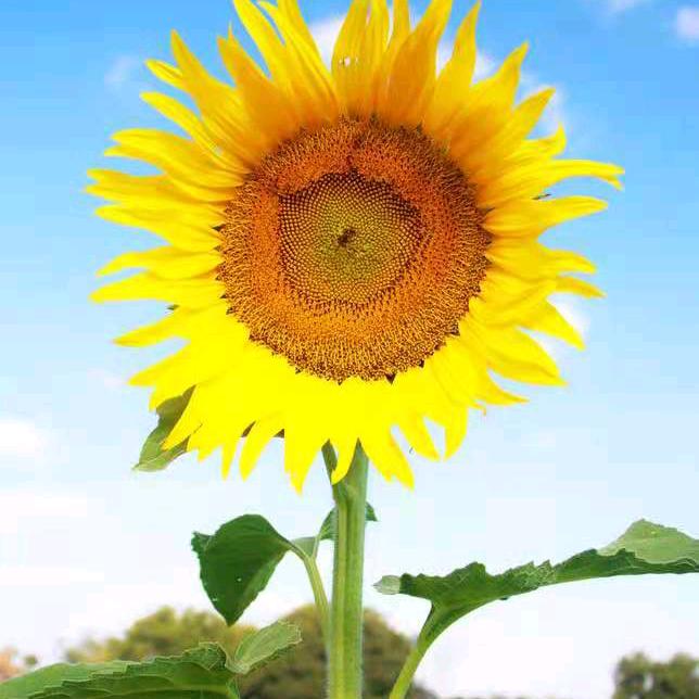 向日葵老师数学小课堂