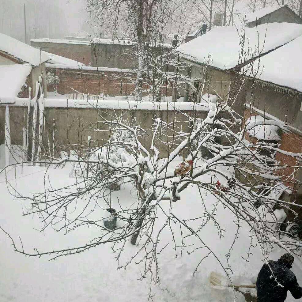 （王）者归来