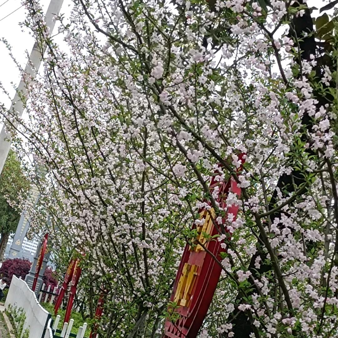 凤兰