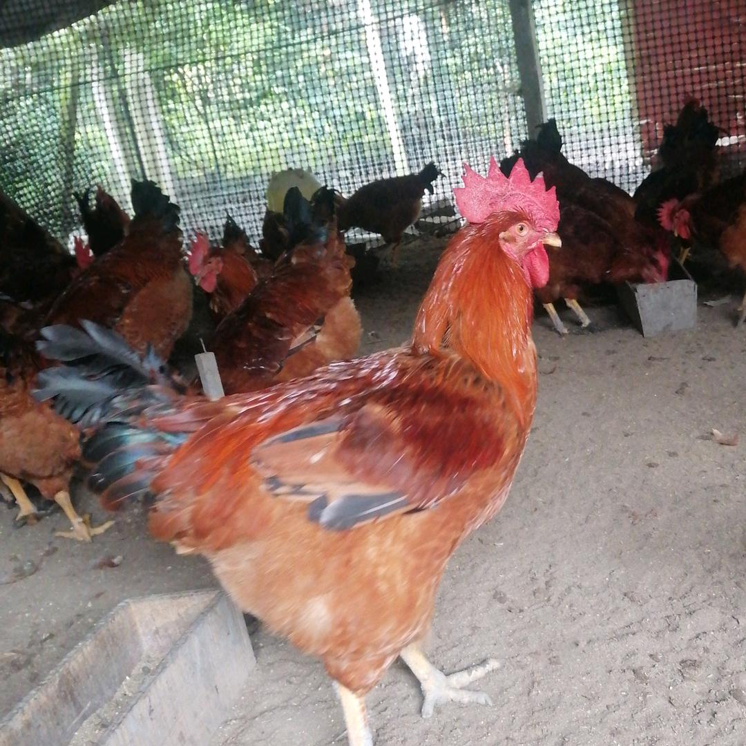 唐帅哥鸡场