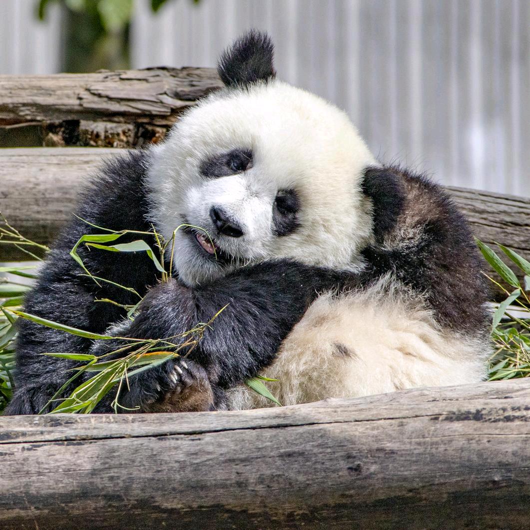Panda汶川