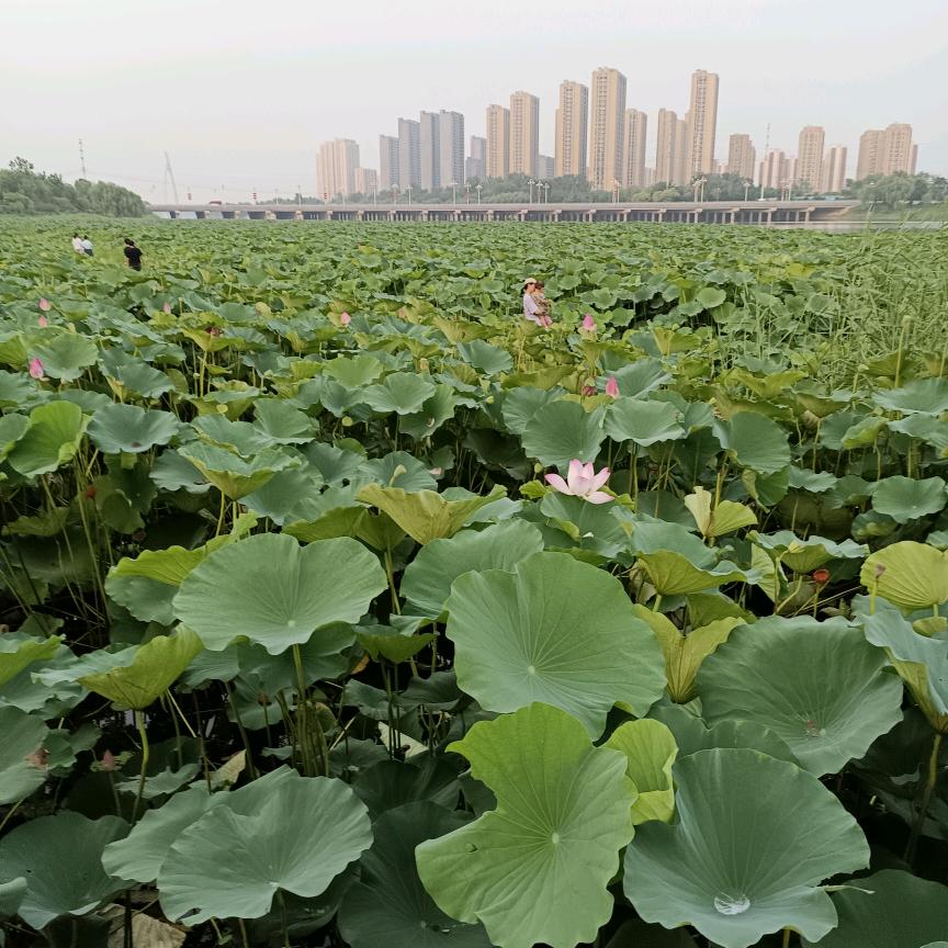 思念（橱窗好物）