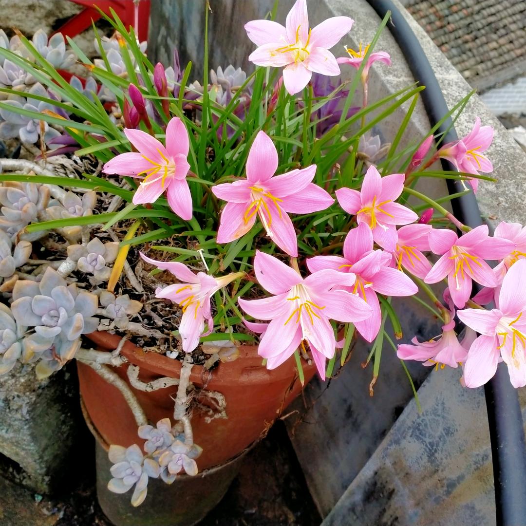 翠花姐
