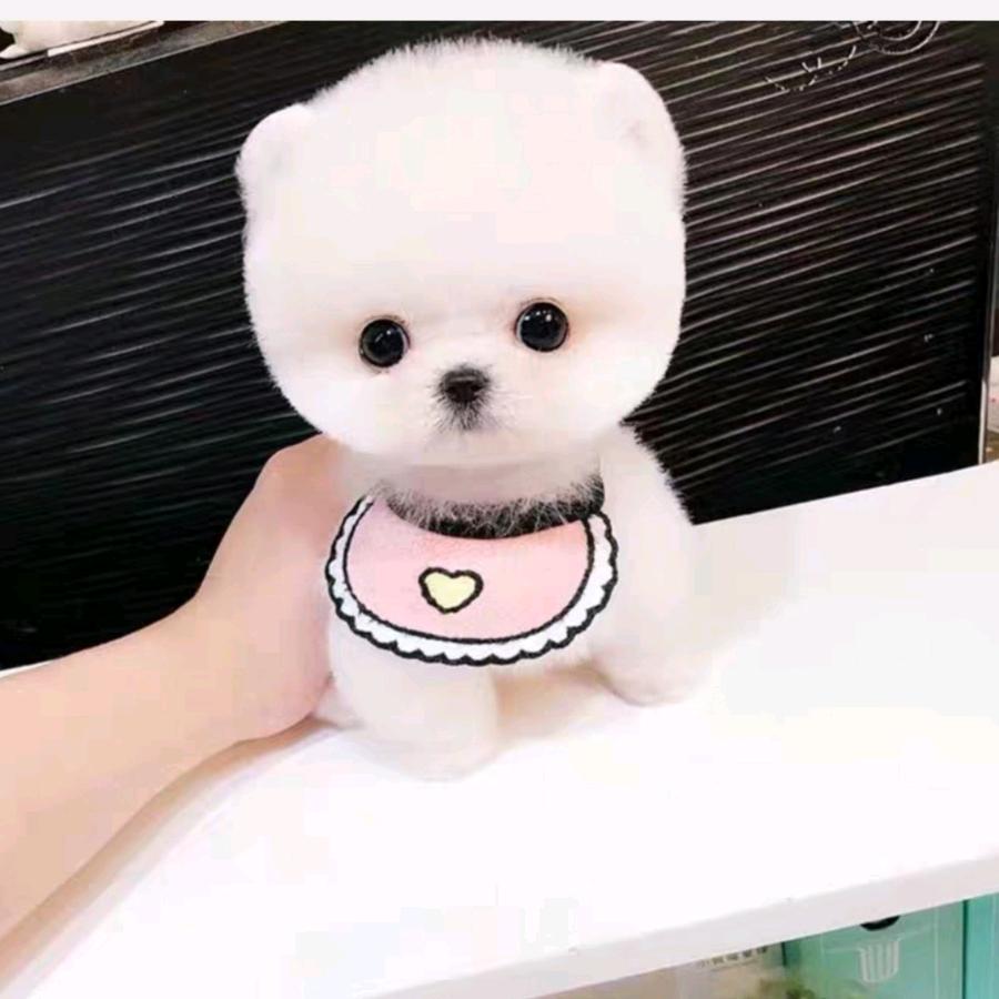 牛强