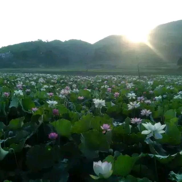 🌸最熟悉的陌生人🌸