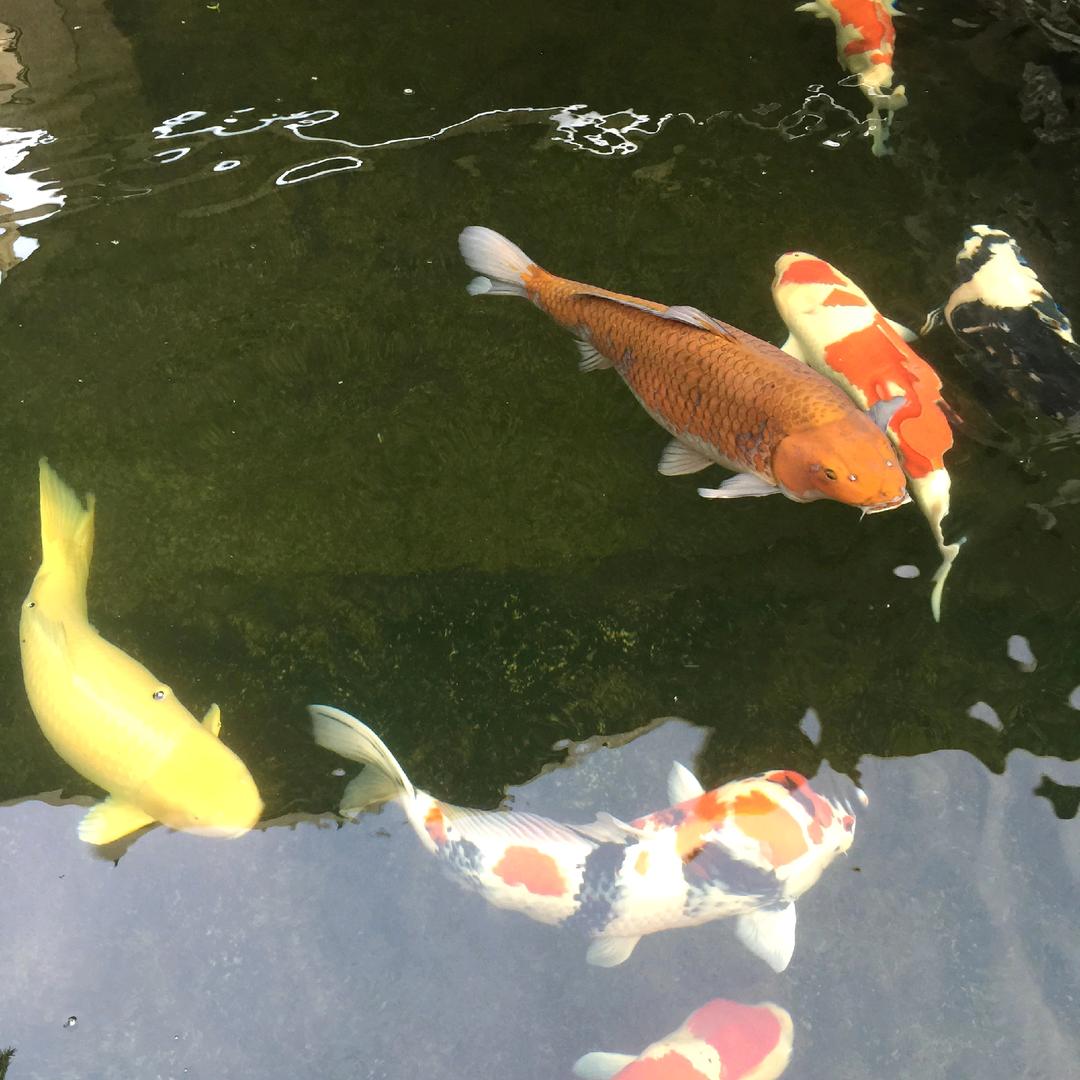 用户3135848814088欧金泉