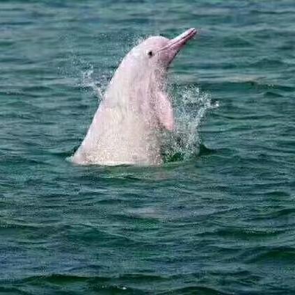 厦门游海游艇帆船出海专用号