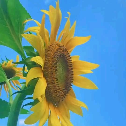 梅huashengkai🌺🌻