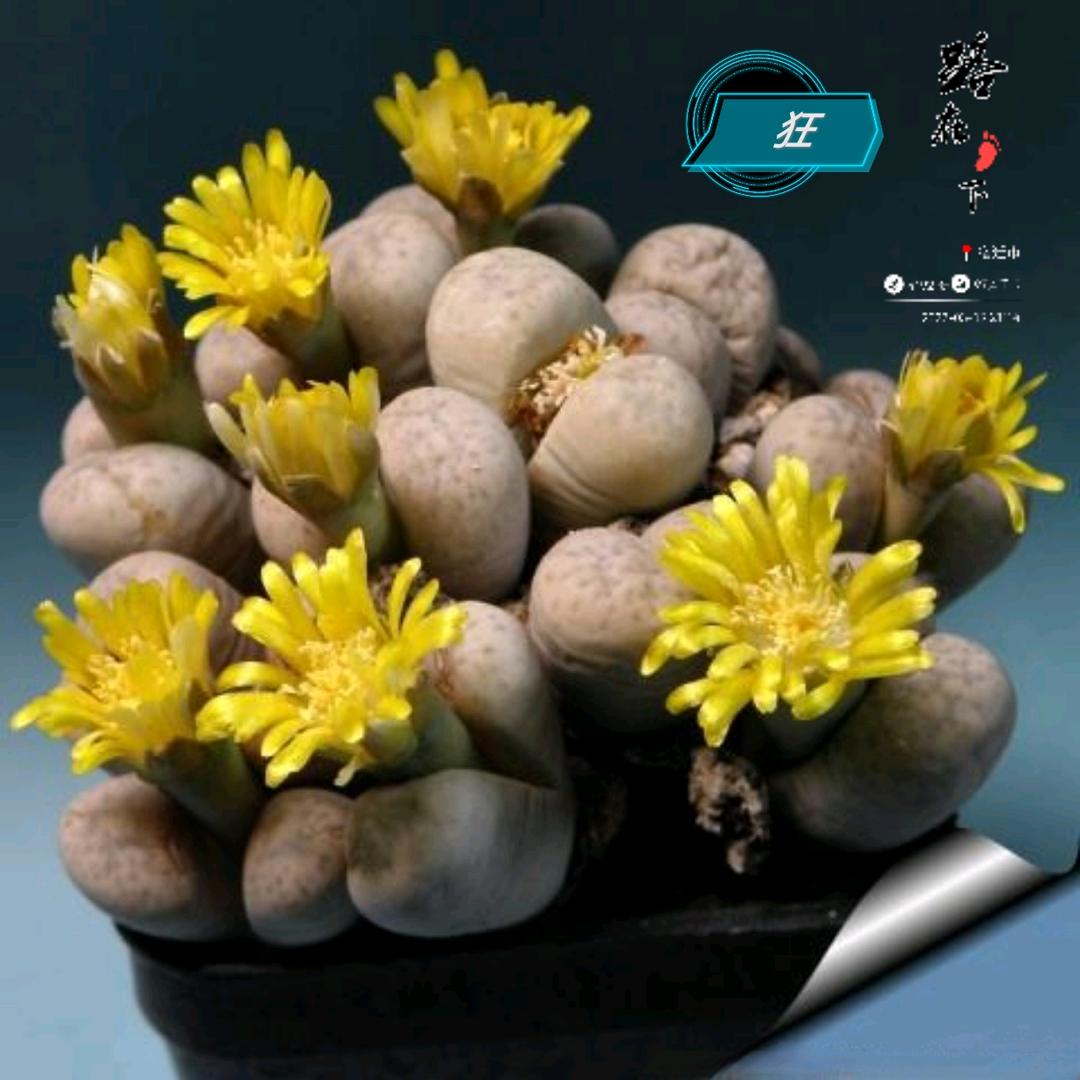 雅尔美园林