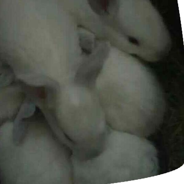 @🐖🐓🐷小白兔阳