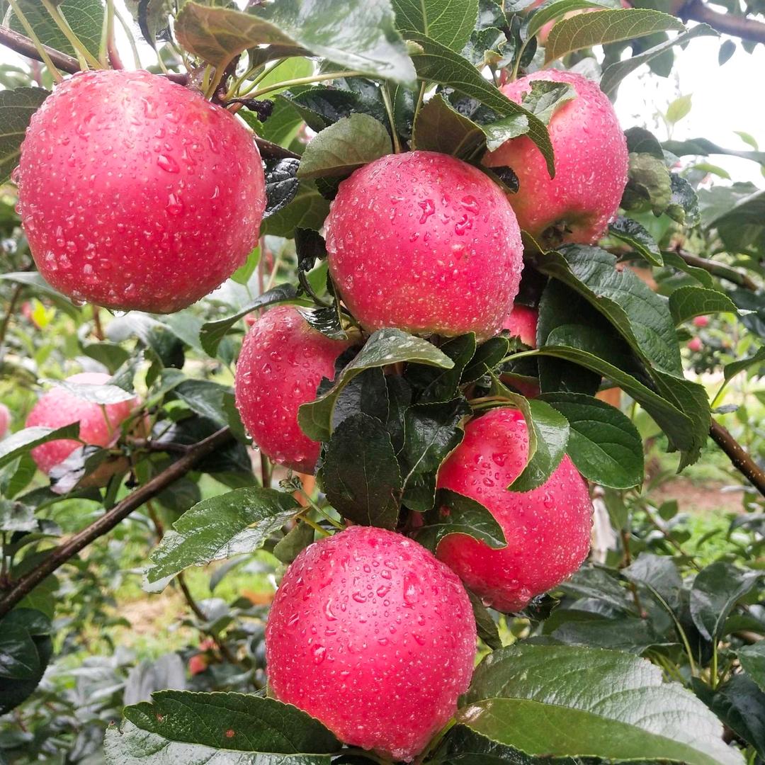 枣阳市花开水果种植采摘园