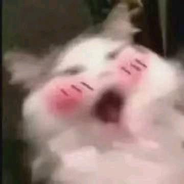 哲也九头像