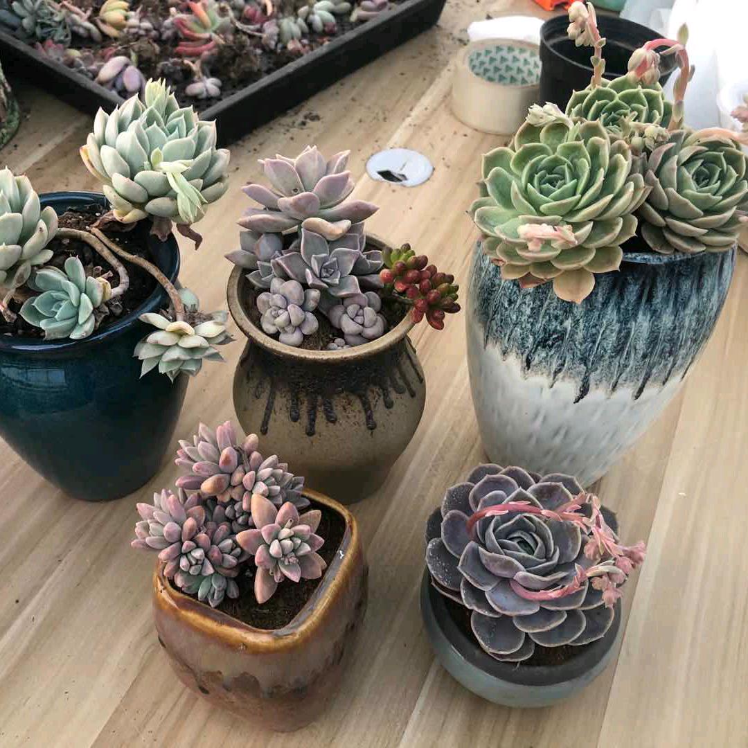 花巡抚园艺