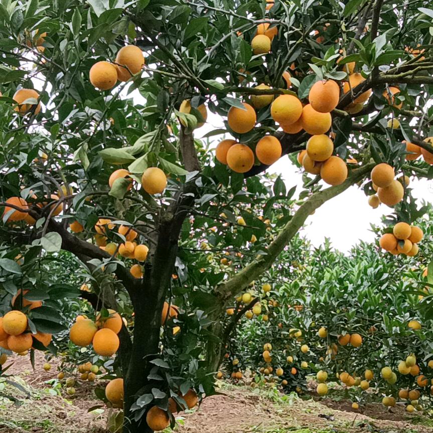 🍊橙子哥🍊~