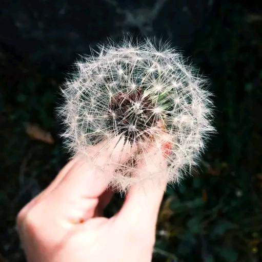太阳味的风