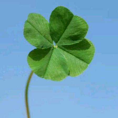 🍀幸运星
