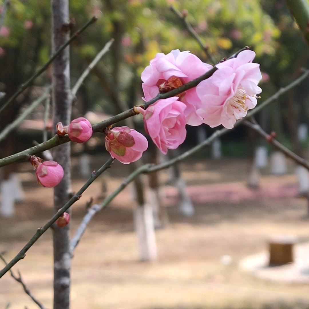 丰顺阿妹