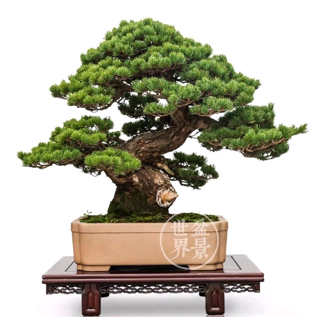 大宫盆栽