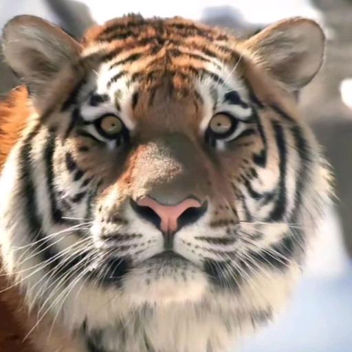 领悟～人生！！！